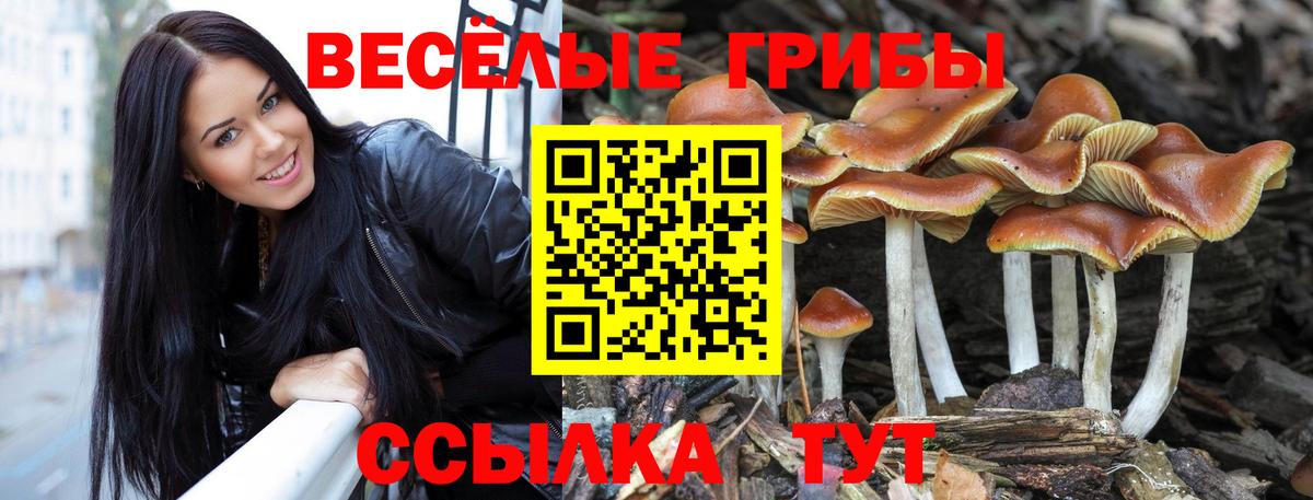 Галлюциногенные грибы Cubensis Аксай